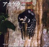 アカゲラ キツツキの森へ 日本の野鳥