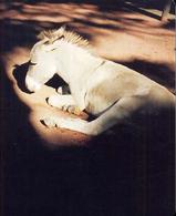 Toy camera zoo : トイカメラ ズー