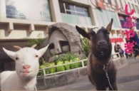 しぶやぎ さくらとショコラの渋谷さんぽ